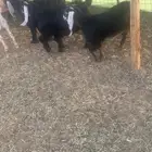 تيوس لبانيه