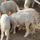 حريات نظيفه تبدأ من 1150 الغولاء رخال و طليان