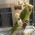 ببغاء لطيف جدا  دره للبيع