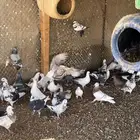 حمام مشاكيل