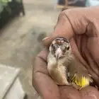 حسون فرخ سوري تم البيع