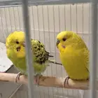 طيور مع قفصهم