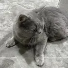 قطو للبيع على السوم