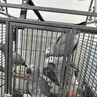 افروخ كاسكو