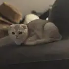 لتزاوج لمدة اسبوع ب500 ريال