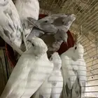 حمام ياكريم