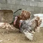 ديك رومي