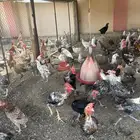 دجاج بياض فيومي وبلدي