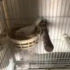 زوج كناري