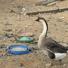 دجاج رومى و وز عراقي