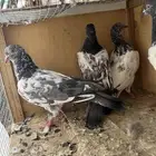 حمام تيدي بطال عل اسوم