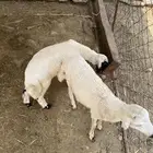 فران تربيه (تم البيع)