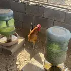 ديك عربي مشروط