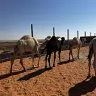 حشو قصب بلدي