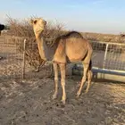 بكار عمرها 7 شهور لي 8 شهور فل شحم وعلي حليب وطيبه بل حيل