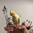 عرض لكم كروان لاتينو متكلم اليف مع الكبير والصغير