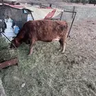 خميس مشيط القاعه