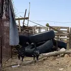 2ديكه 1 دجاجه للبيع العمر5 بس ادجاجه مهي عايشه مع اديكه