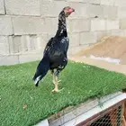 تم البيع الله يبارك لمن شراء