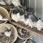 حمام باكستاني
