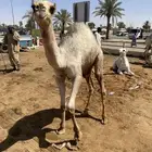 قعدان لبانيه وزن فوق 90 كيلو