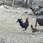 دجاج للبيع بلدي