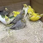 جميع انواع الطيور فروخ غر