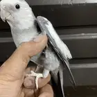 كروان متكلم