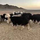 خروف نجدي فحل