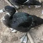 بط مصري مسكوفي عمر ثلاث شهور