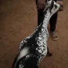 تيس يمني شرط لحمة موز و كرشة ذهبية و مقفل صبه مره فل