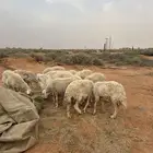 شياه حريات مضاريع