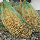 تمر مواكيل -رطب-احمر