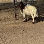 طلي نعيمي