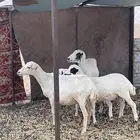 للبيع شوهاة ( نساح )