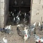 للبيع دجاج