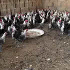 دجاج وديكه فيومي