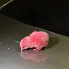 الاسم العام صوص اسم شخصي نامووس