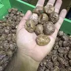 تمر نبوت نبت سيف