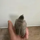 فرخ بلبول
