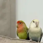 ببغاء روز