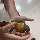 كنيور هدد للبيع