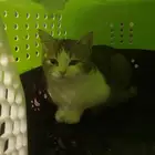 بسة للتبني بأسرع وقت العمر 4اشهر