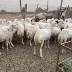 رخال رفيدي من 730