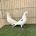 جوزين قطايف غرانيق منتجات ماشاءالله. للبيع