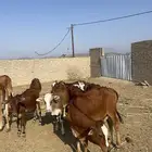 حسلان. بلدي. طيبه