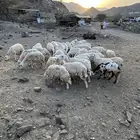 ضأن حرية 39 رأس مع الفحل تحتها 22