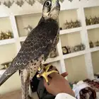 شيهانه وكري العرض 14 والطول 14. شرط الحمام 7-7