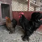 (تم البيع خارج الموقع).
