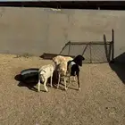 4- برابر مرابي 3 شهور